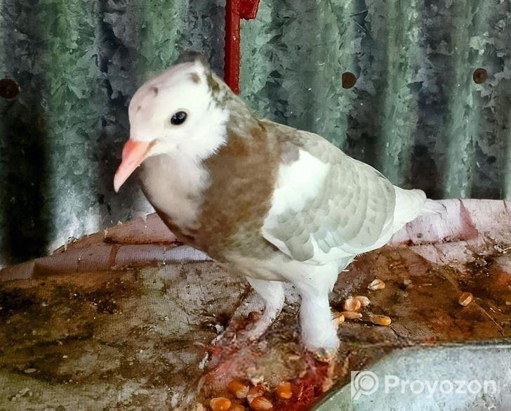 এক জোরা কবুতর