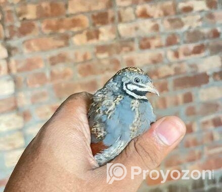 কিং কয়েল পাখি রানিং পেয়ার