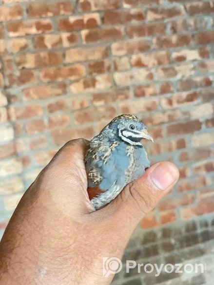 কিং কয়েল পাখি রানিং পেয়ার