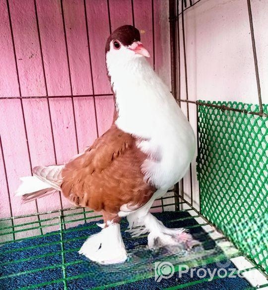 সিরাজী কবুতর