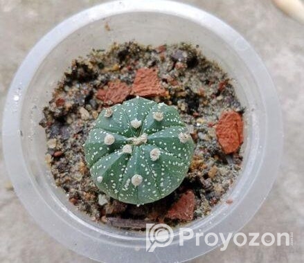 sell plant