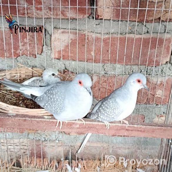 ডায়মন্ড ডাব রানিং পেয়ার