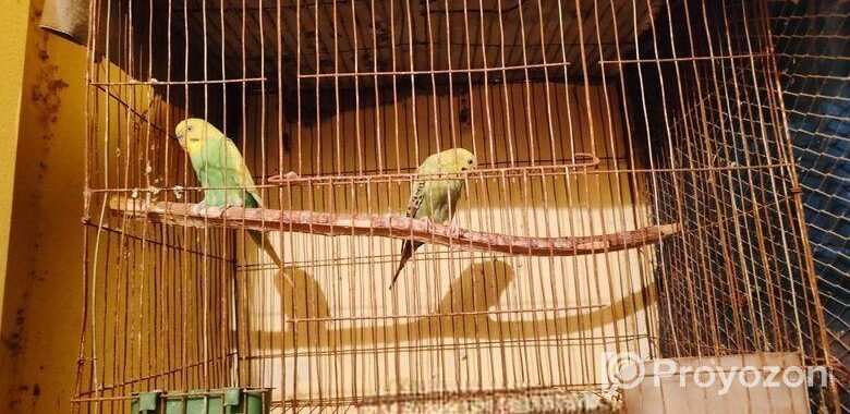 বাজিগার পাখি