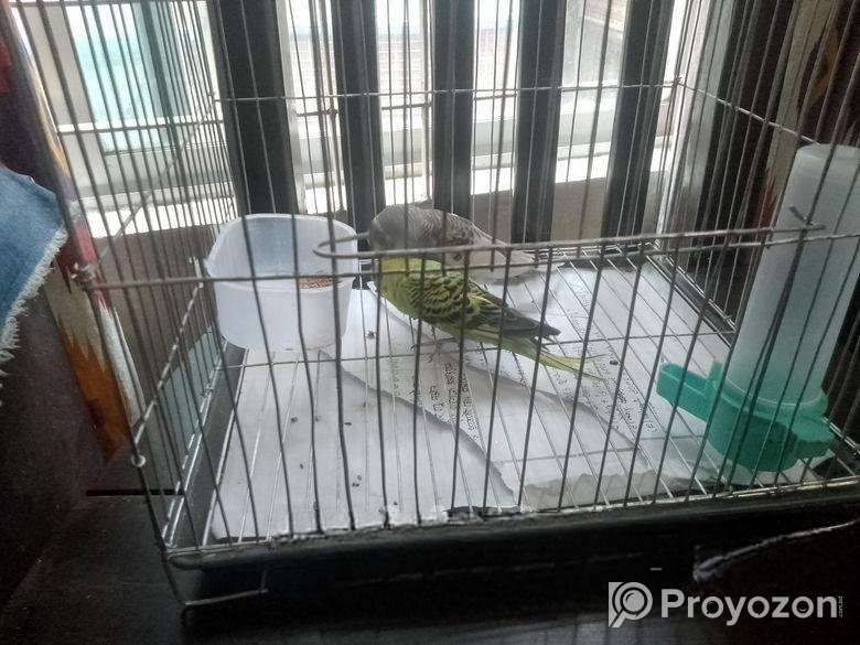 Tame Budges with Full Setup