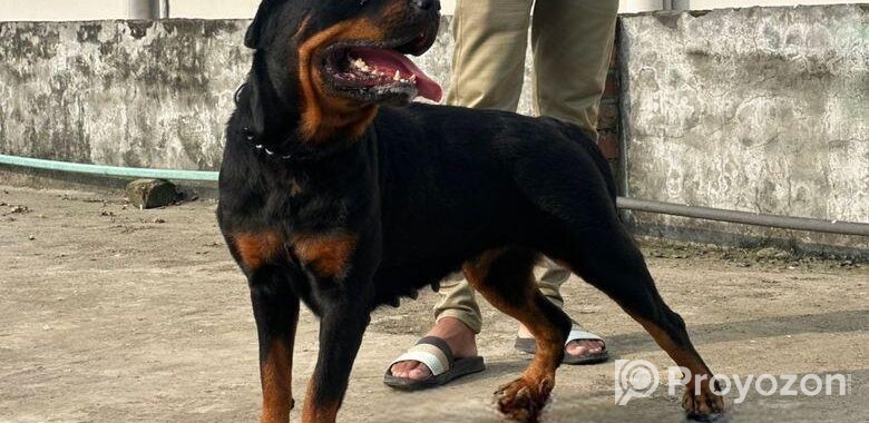 Rottweiler Adult Female