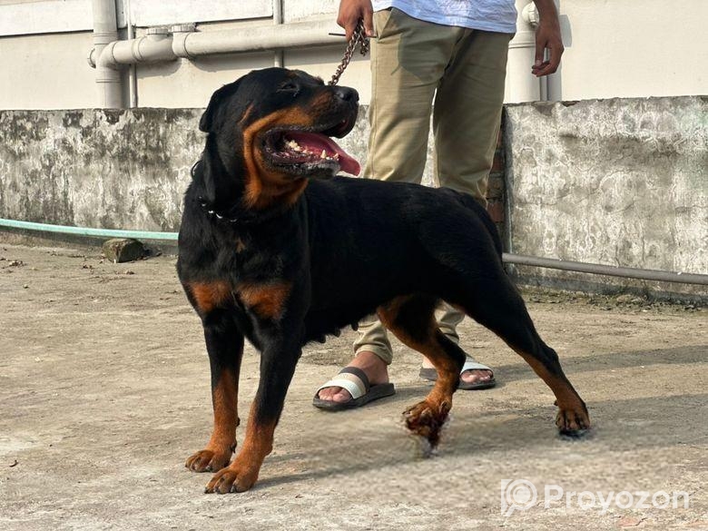 Rottweiler Adult Female