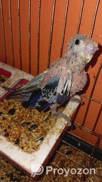 জাপানিজ বাজিগার