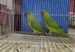 Indian Ringneck