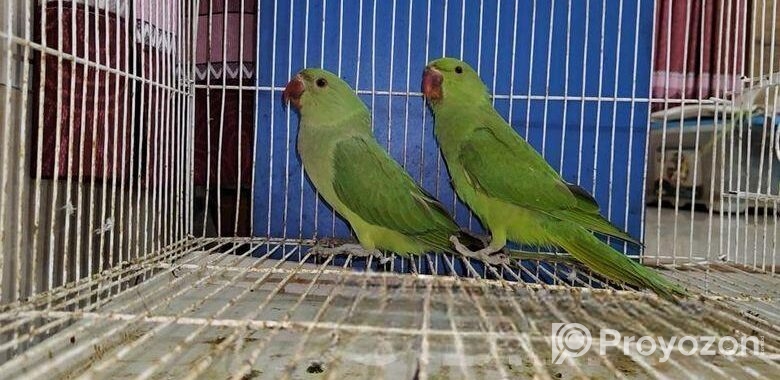 Indian Ringneck