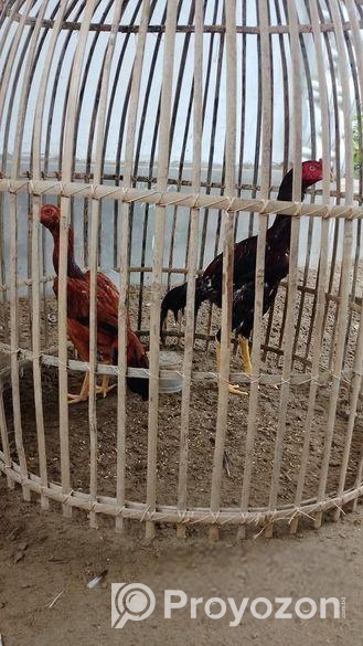 আসিল মোরগ