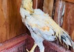 Parrot Morog