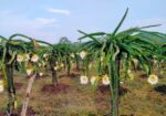 Fresh Farm Dragon Fruit – Sweet & Healthy Home Del