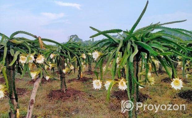 Fresh Farm Dragon Fruit – Sweet & Healthy Home Del