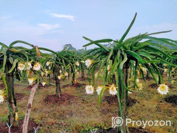 Fresh Farm Dragon Fruit – Sweet & Healthy Home Del