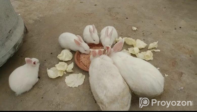 রানিং এবং বাচ্চা খরগোশ