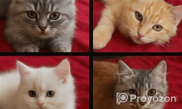 Persian Cats পার্সিয়ান বিড়ালে