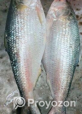 চাঁদপুরের অরিজিনাল লোকাল রুপালি ইলিশ