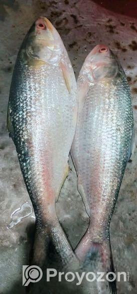 চাঁদপুরের অরিজিনাল লোকাল রুপালি ইলিশ
