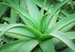 এলোভেরা পাতা/Alovera