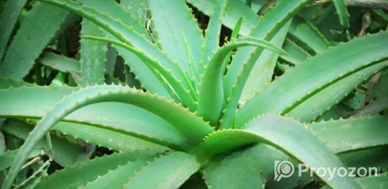 এলোভেরা পাতা/Alovera