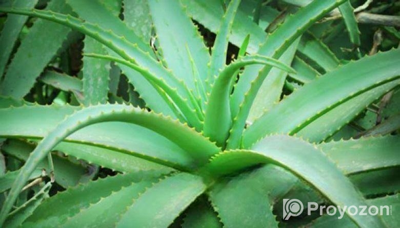 এলোভেরা পাতা/Alovera
