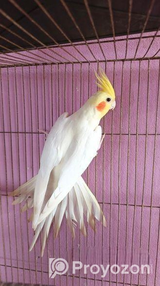 ককাটেল লুটিনো মেল