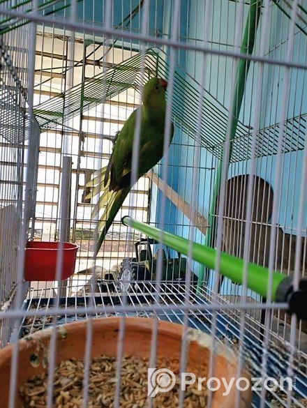 ইন্ডিয়ান টিয়া