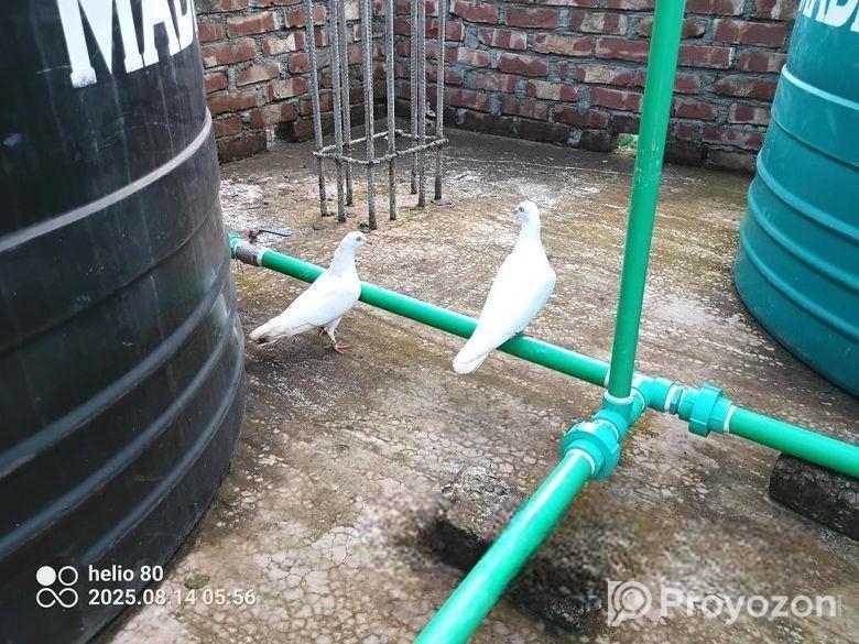 রানিং কবুতর