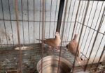 Australian Dove