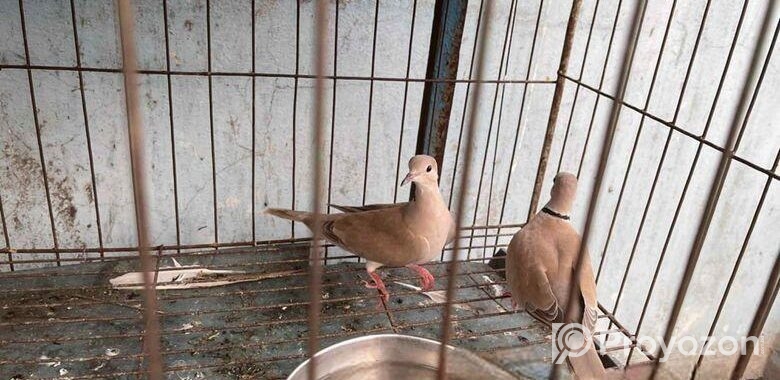 Australian Dove