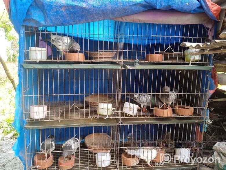 ৬ খোপের খাচাসহ ১০ টা ভালো জাতের ছাড়াছাড়ির লাইনের