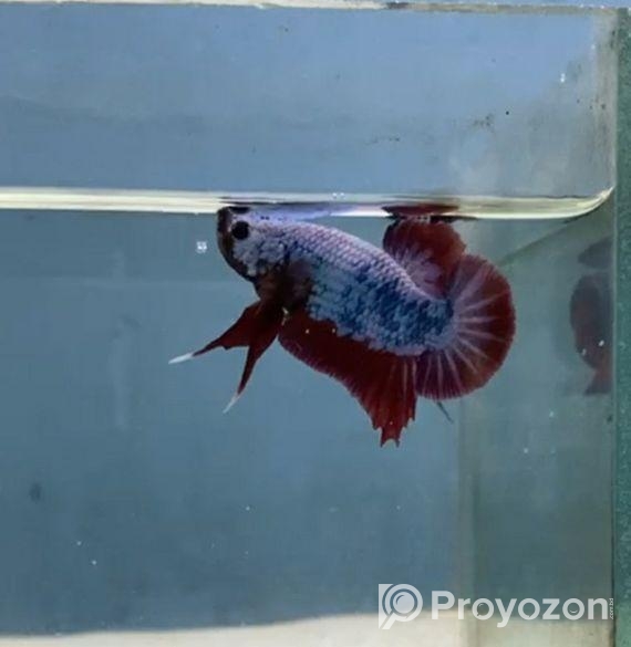 এই ফাইটার মাছগুলো খুবই ভালো হবে