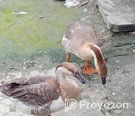 রাজা হাস বিক্রি