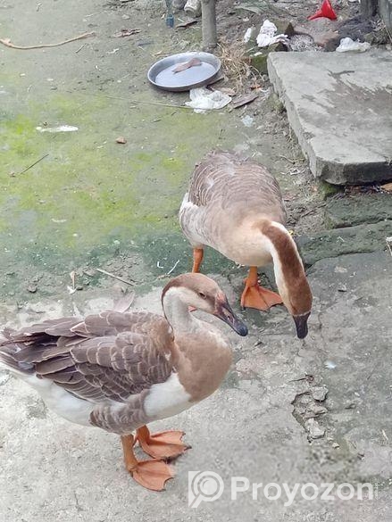 রাজা হাস বিক্রি