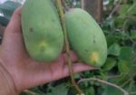 আম গাছ