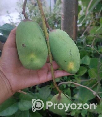 আম গাছ