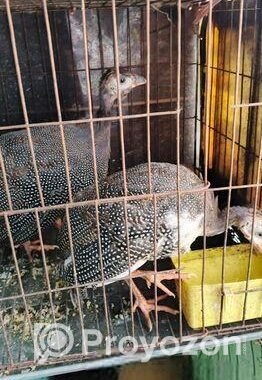 তিথির পাখি বিক্রি করা হবে।
