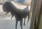 পাঠা ছাগল বিক্রয় করা হবে