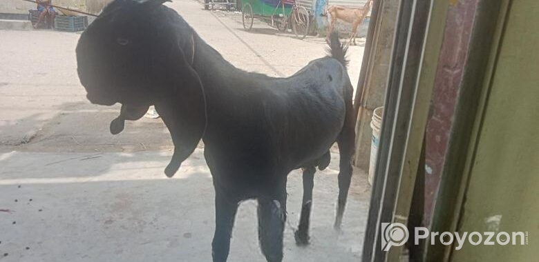 পাঠা ছাগল বিক্রয় করা হবে