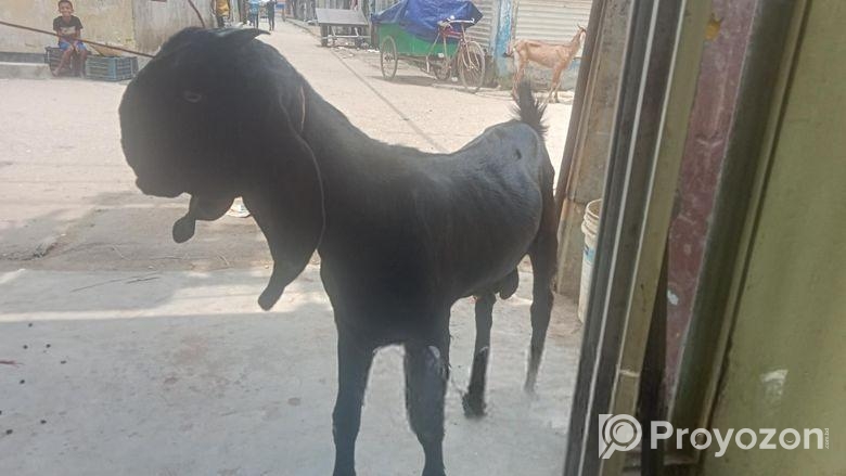 পাঠা ছাগল বিক্রয় করা হবে