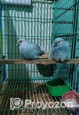 ডায়মন্ড ডাভ মাস্টার পেয়ার