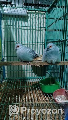 ডায়মন্ড ডাভ মাস্টার পেয়ার