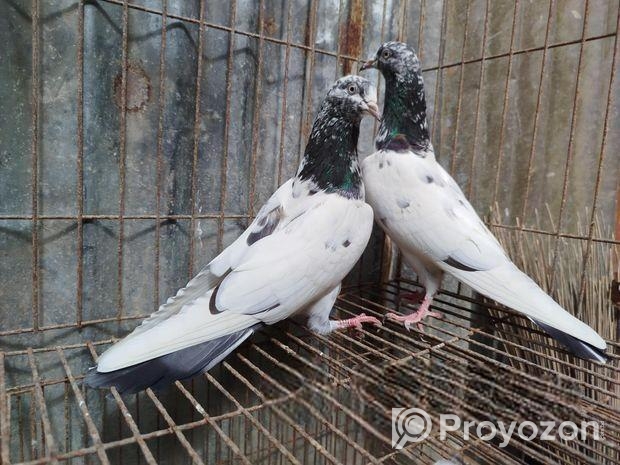 টেডি কবুতর।