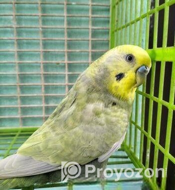 Adult male Budgerigar