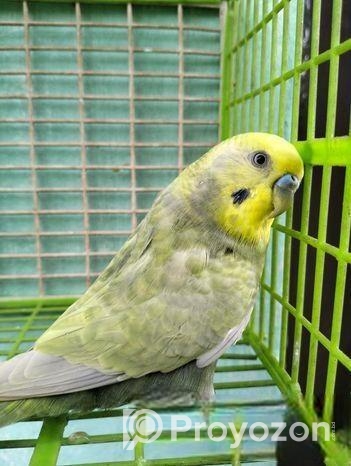 Adult male Budgerigar