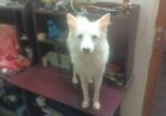 Japanese Spitz