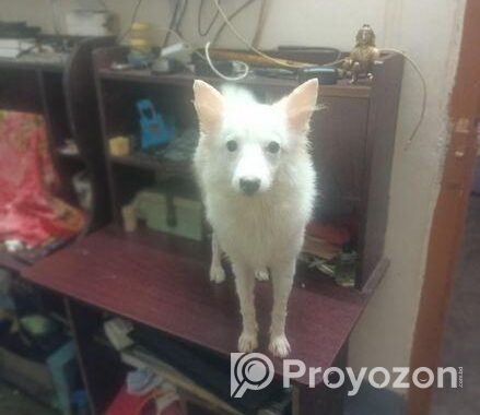 Japanese Spitz