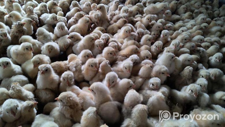 মুরগির বাচ্চা