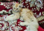 High Quality Persian Female