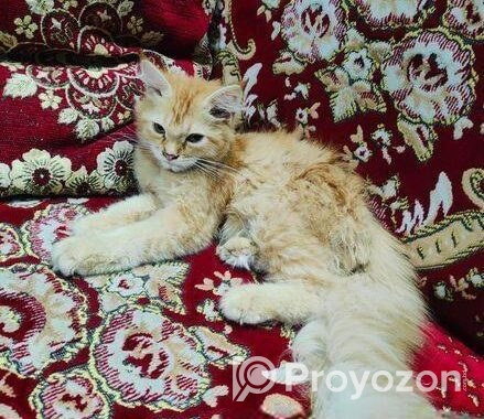 High Quality Persian Female